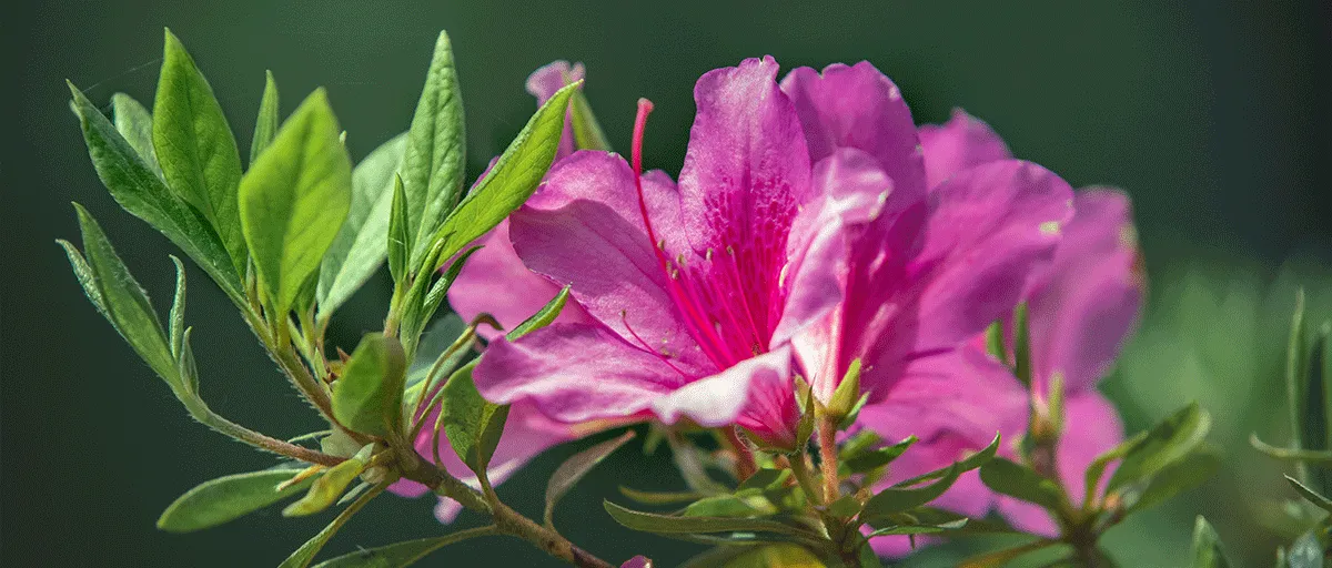 Searles How To Grow Azaleas